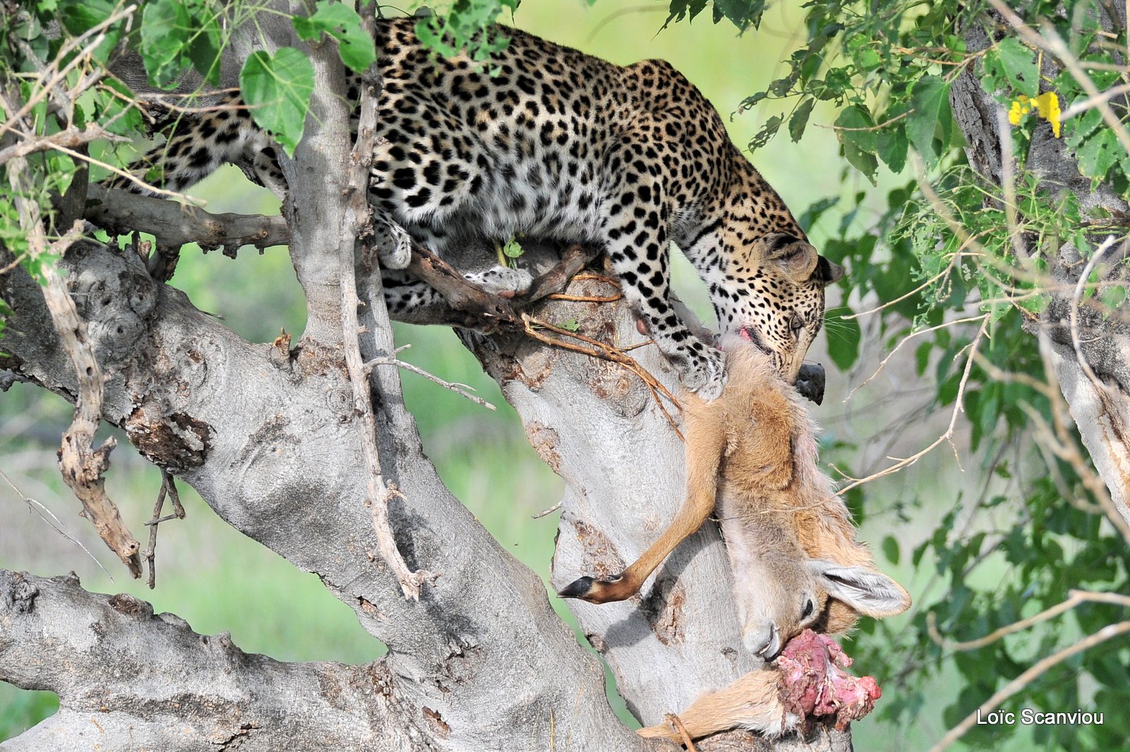 Léopard qui mange/Leopard eating (8)