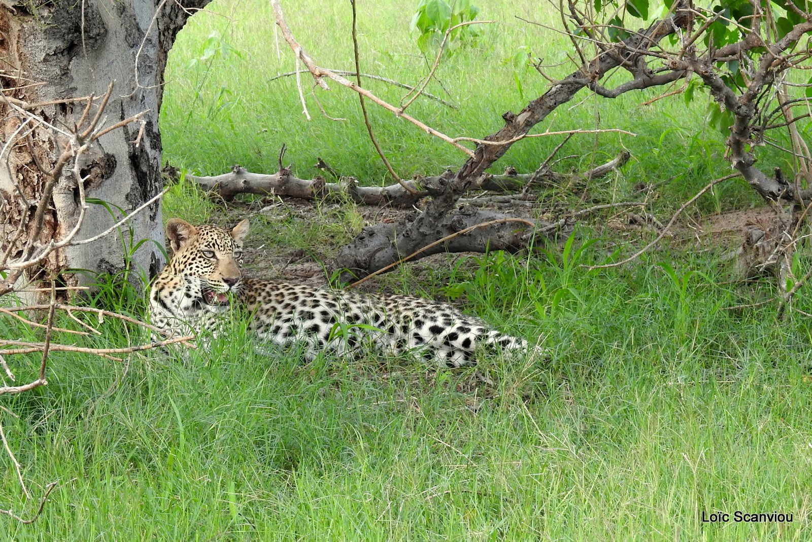 Léopard/Leopard (53)