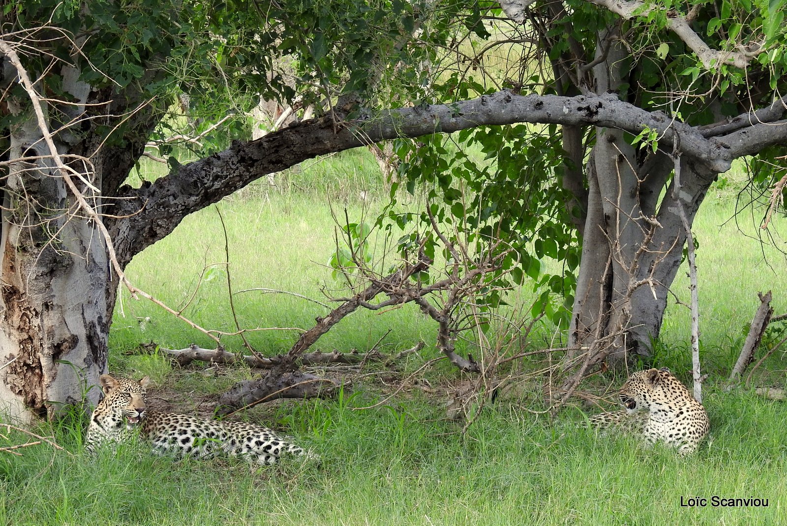 Léopard/Leopard (54)