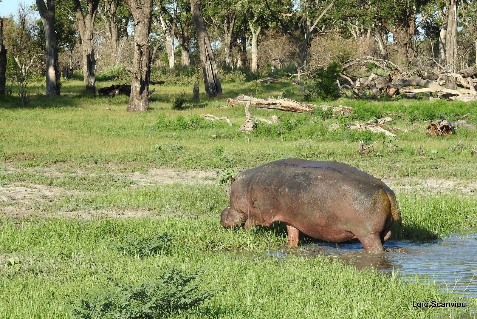 Hippopotame amphibie/Hippopotamus (11)
