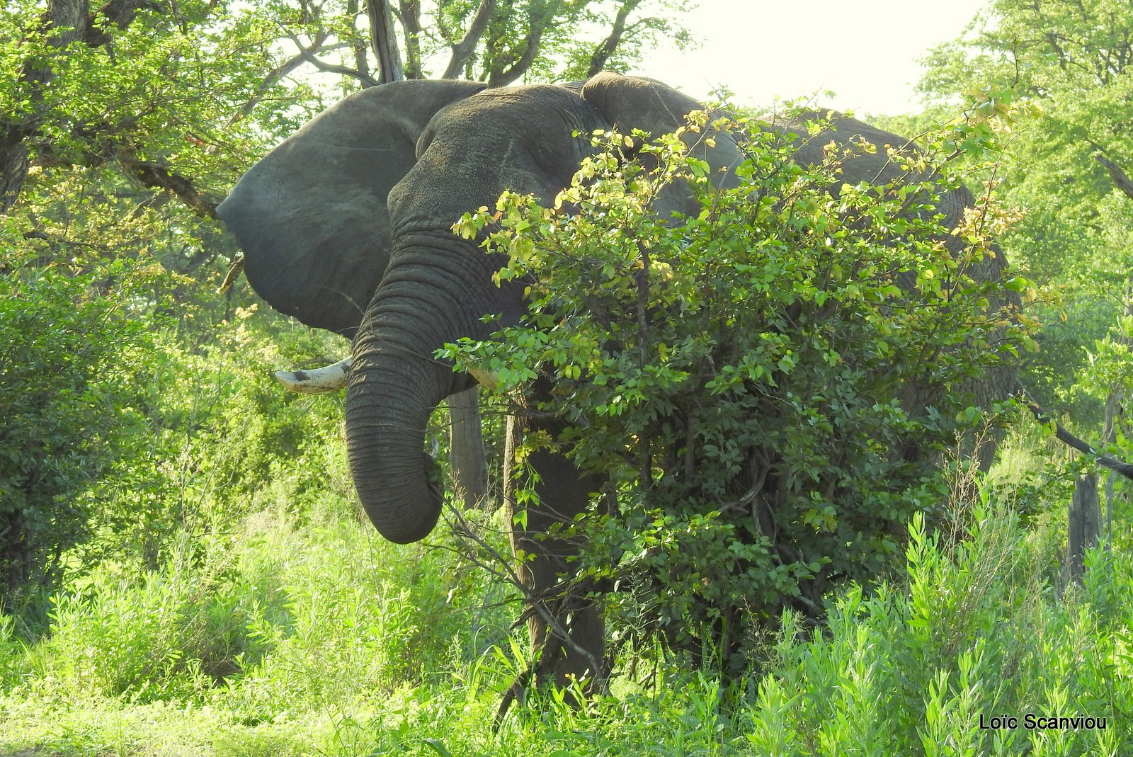 Eléphant d'Afrique/African Elephant (18)