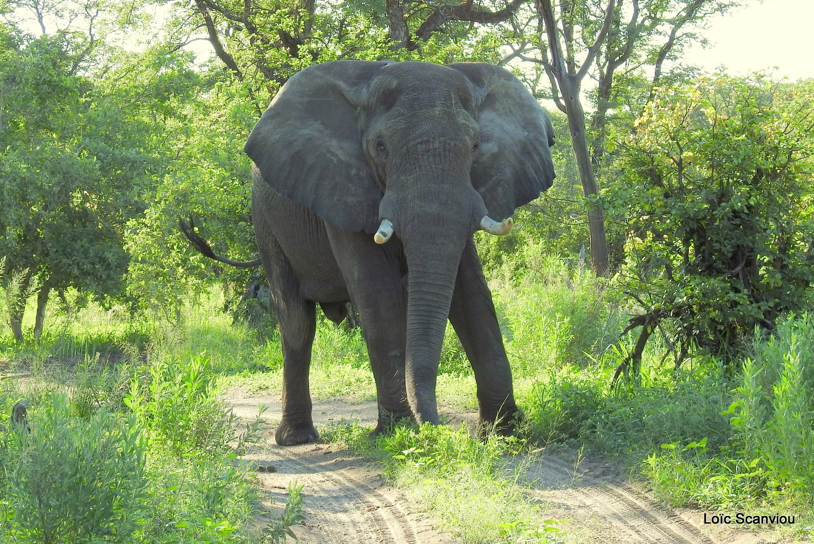 Eléphant d'Afrique/African Elephant (19)