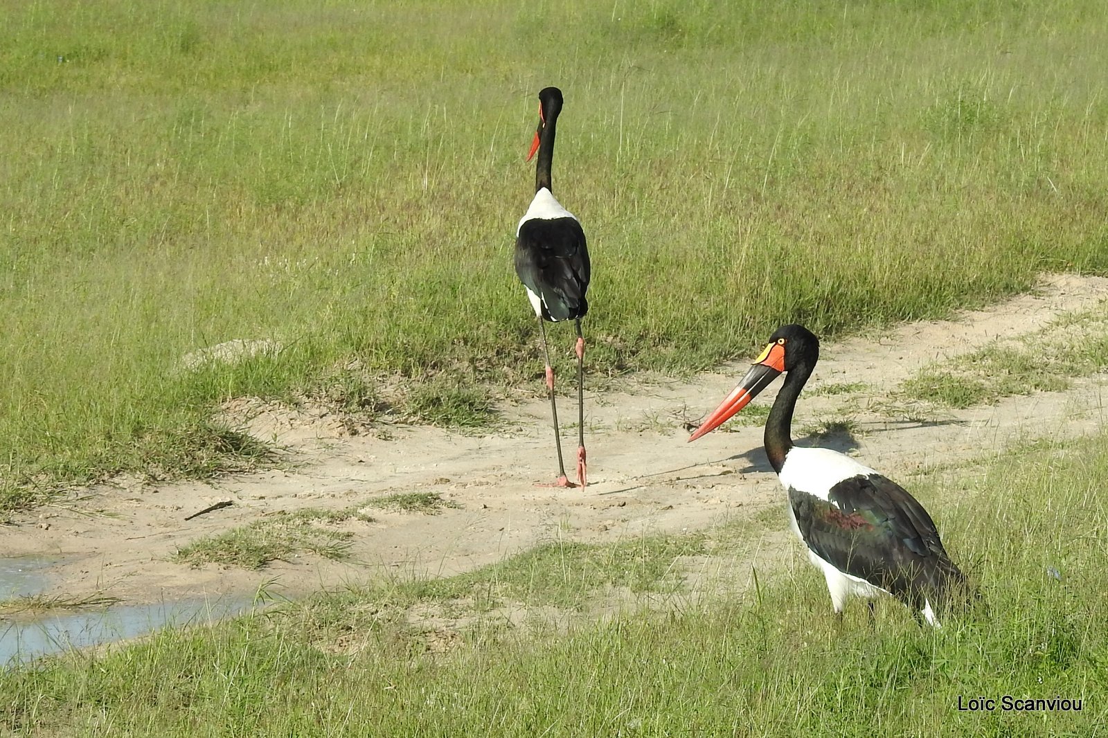Jabiru d'Afrique/Saddle-billed Stork (3)