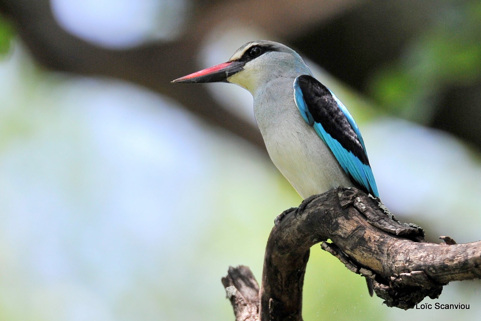 Martin-chasseur du Sénégal/Woodland Kingfisher (1)