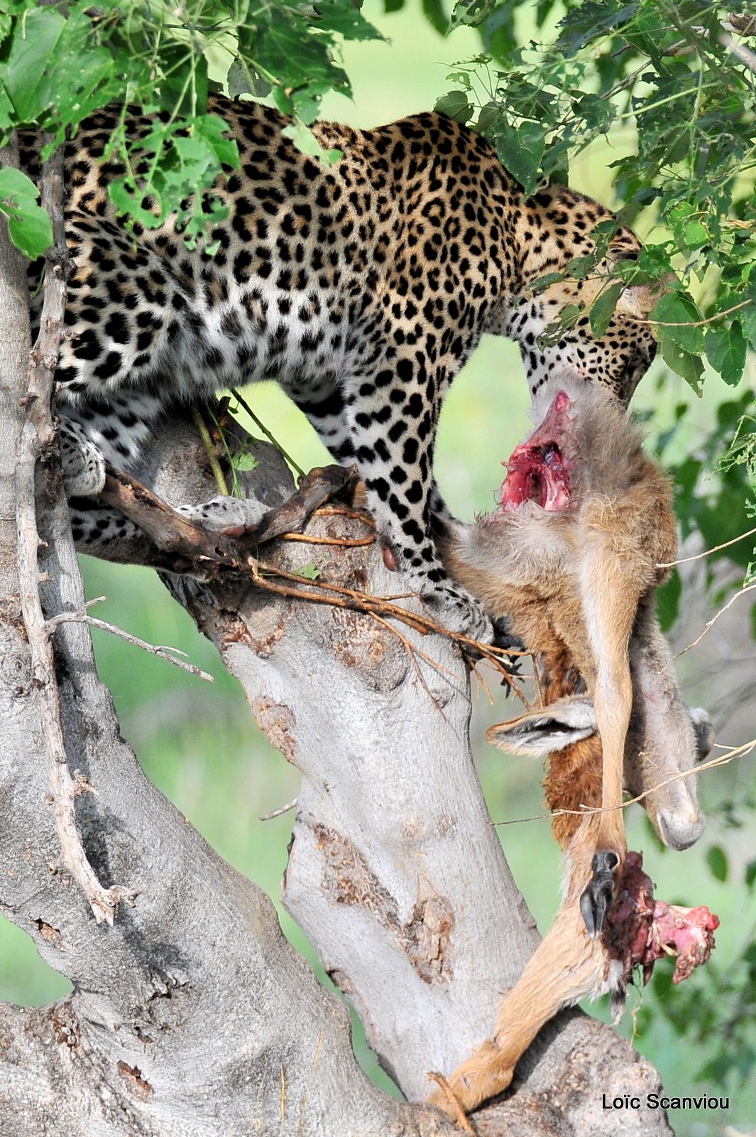 Léopard qui mange/Leopard eating (9)