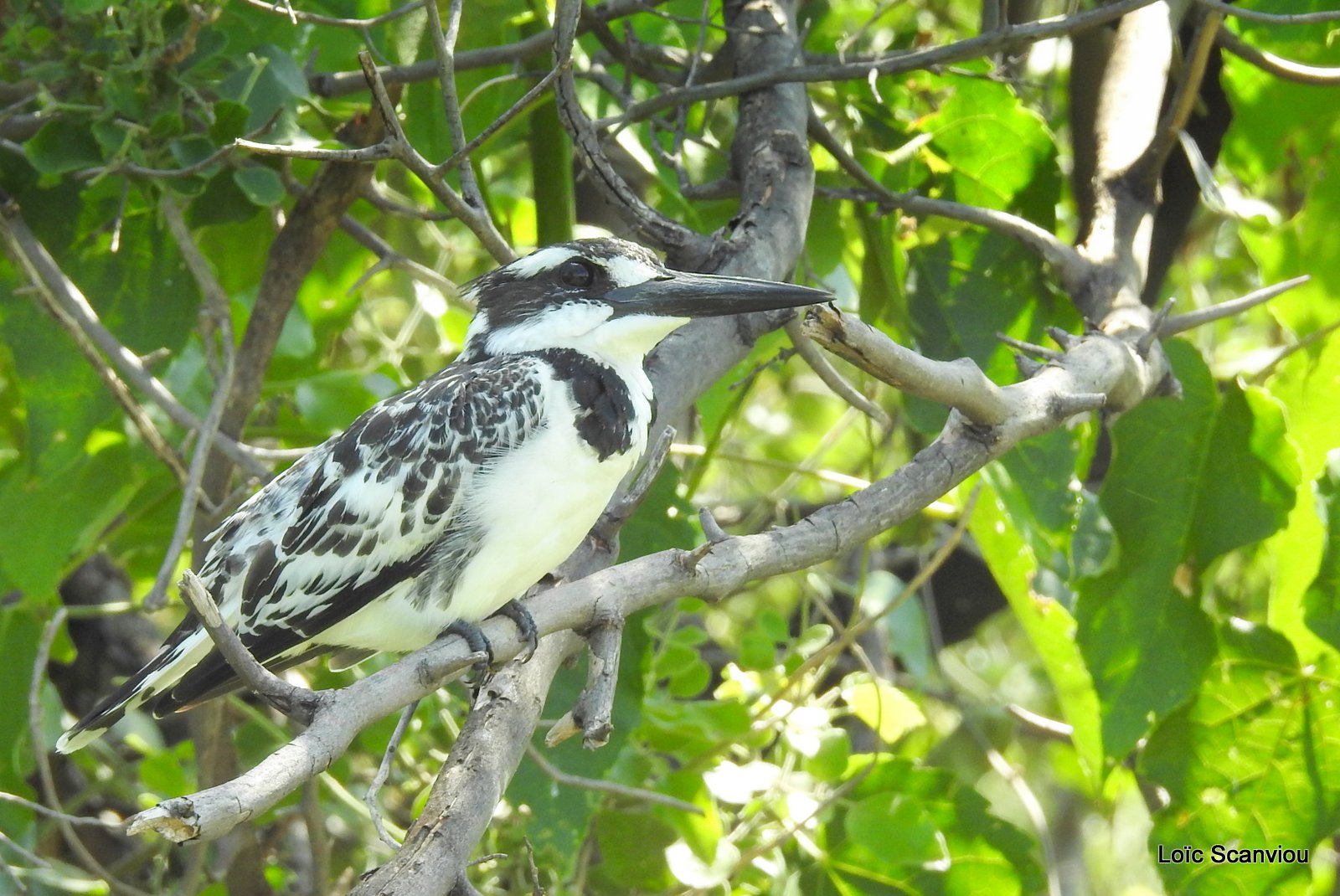 Martin-pêcheur pie/Pied Kingfisher (5)