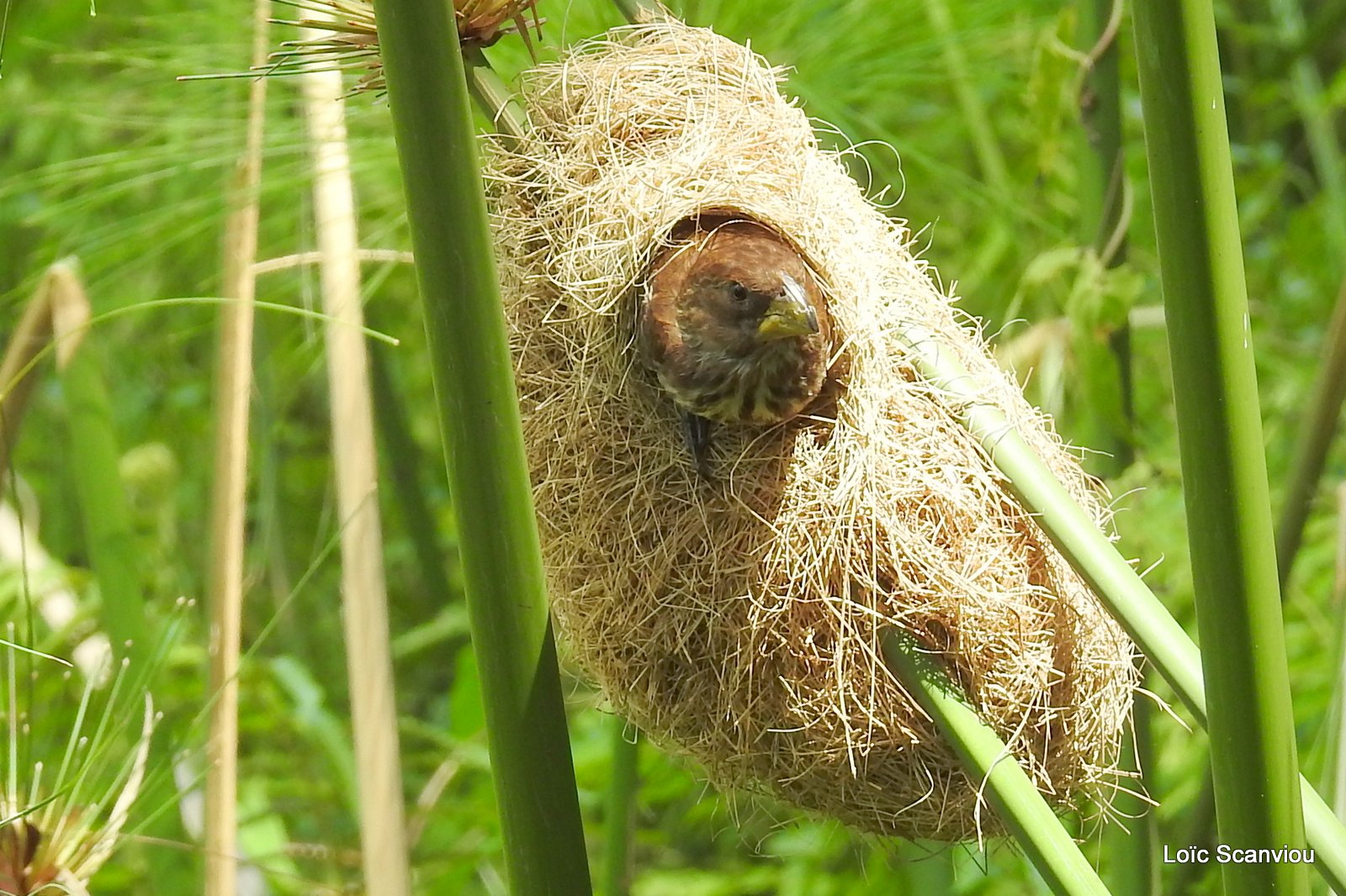 Amblyospize à front blanc/Thick-billed Weaver (2)