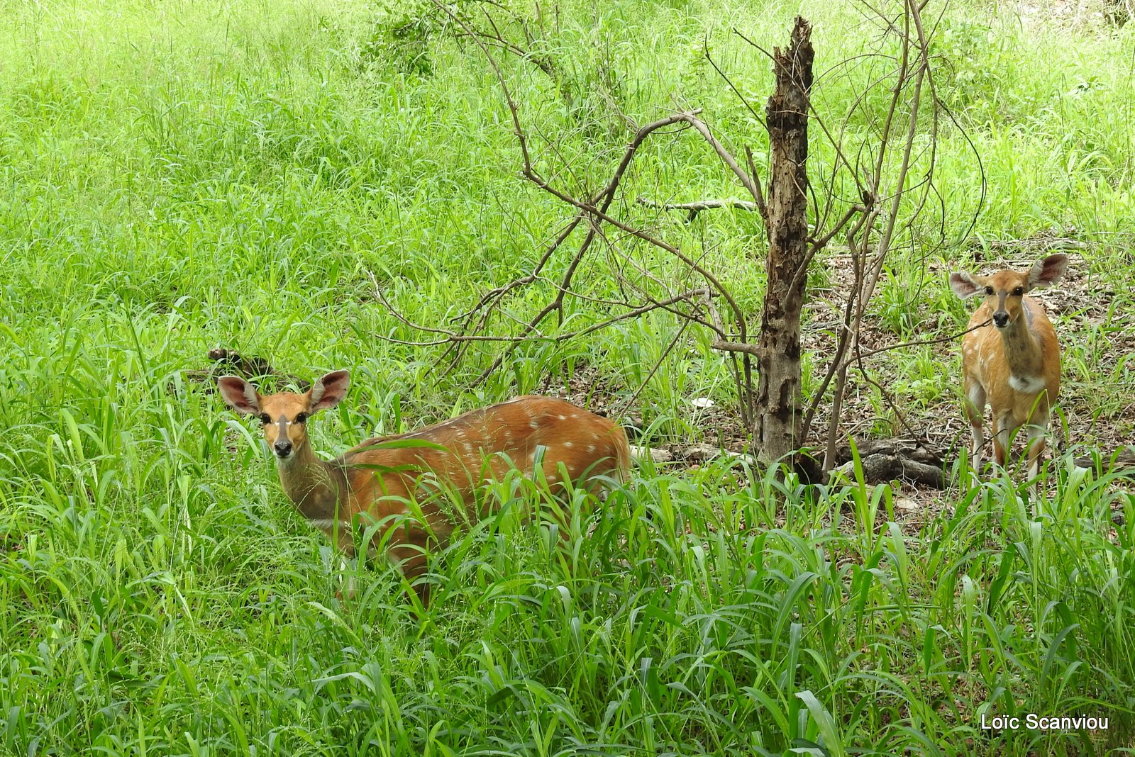 Guib harnaché/Bushbuck (3)