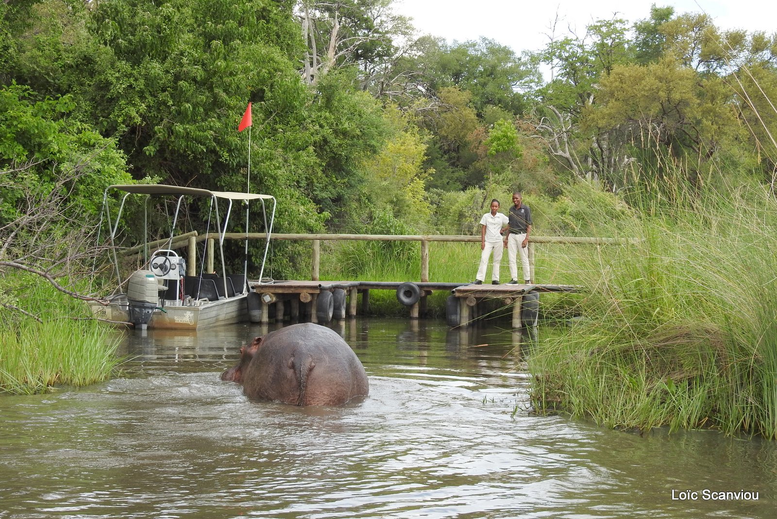 Hippopotame amphibie/Hippopotamus (10)