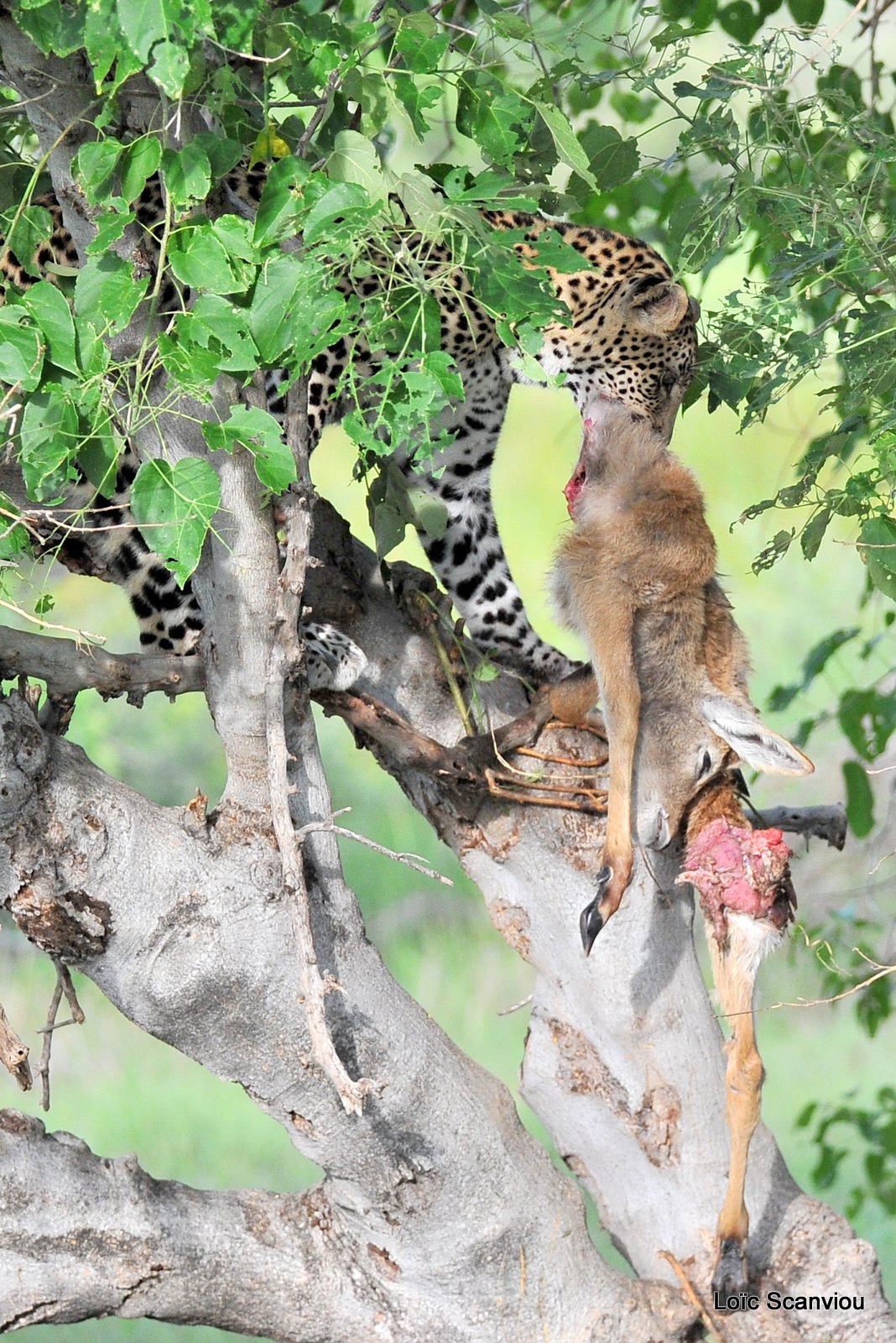 Léopard qui mange/Leopard eating (10)