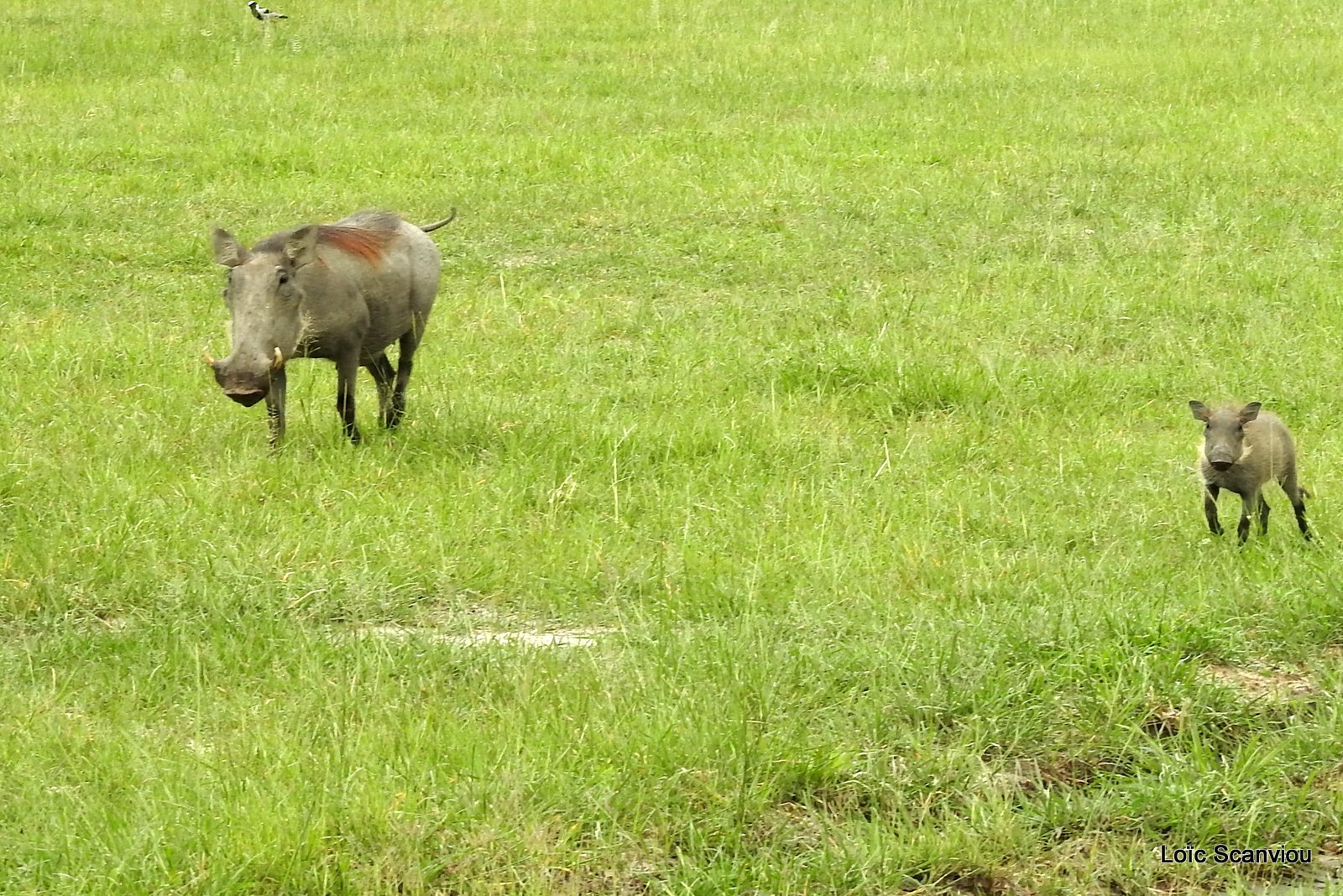 Phacochère/Warthog (1)