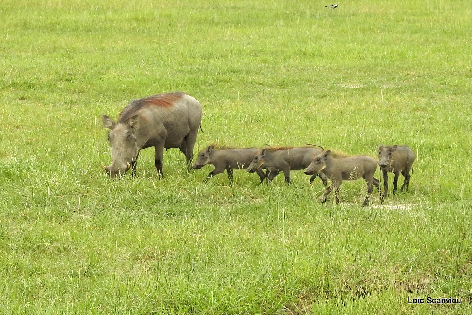 Phacochère/Warthog (2)