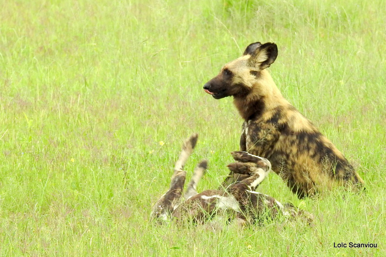 Lycaon/African Wild Dog (44)
