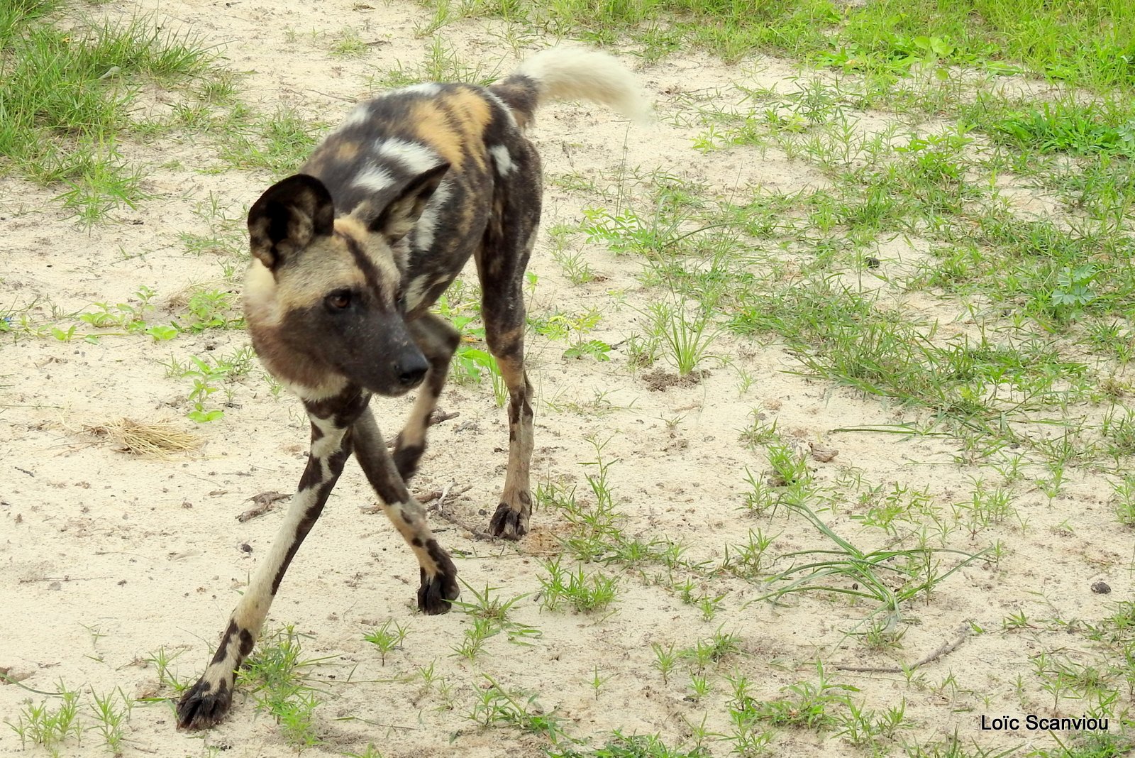 Lycaon/African Wild Dog (45)