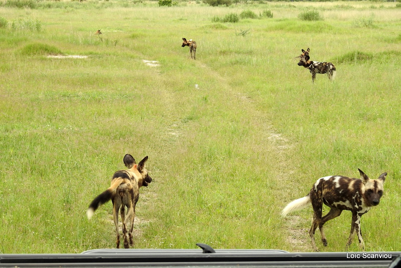 Lycaon/African Wild Dog (46)