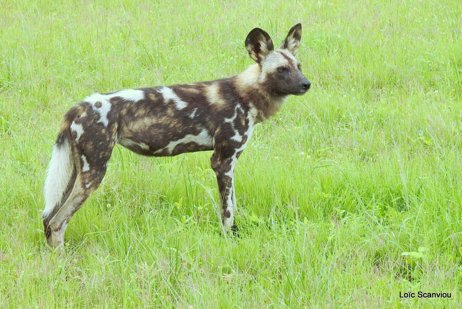 Lycaon/African Wild Dog (47)