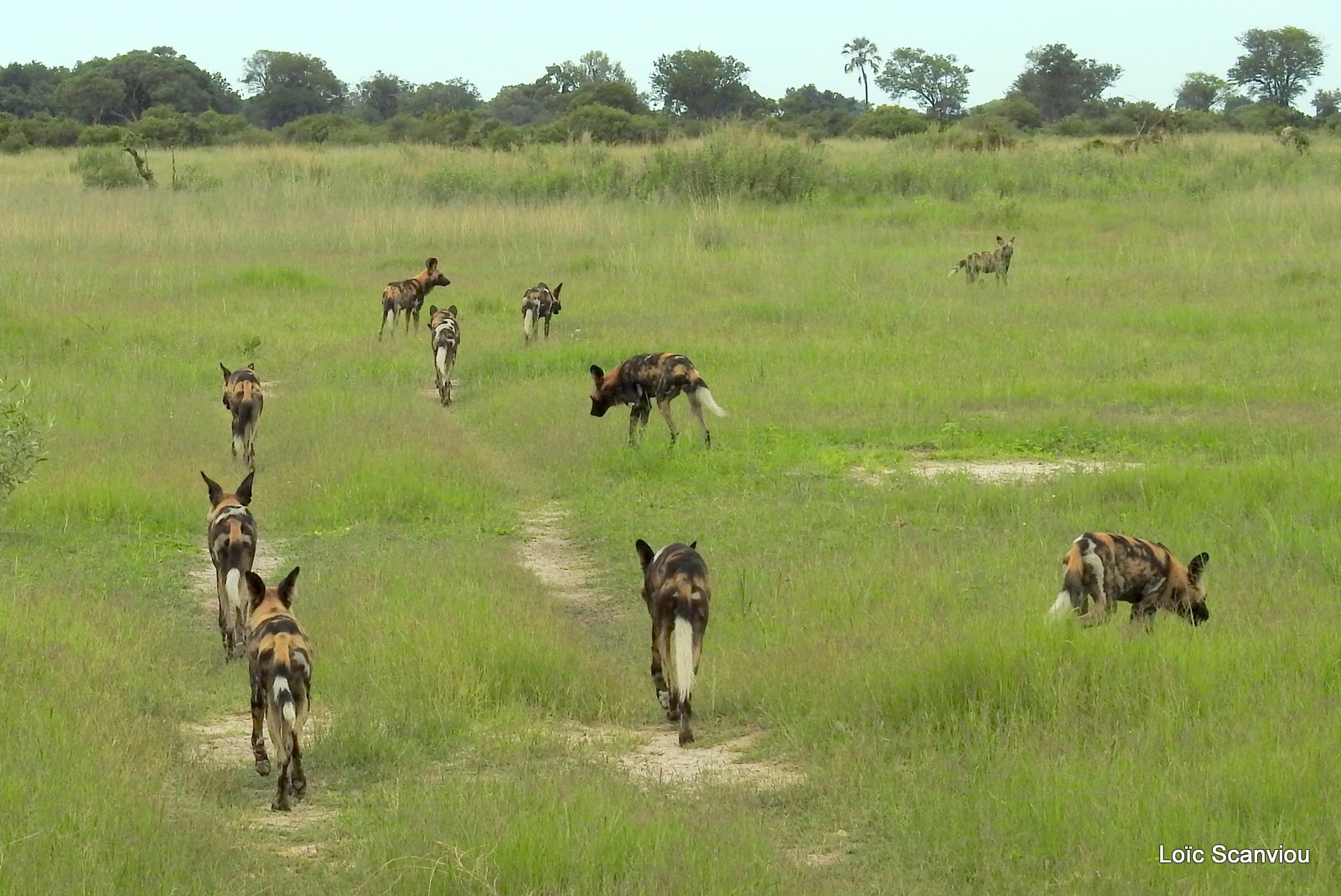 Lycaon/African Wild Dog (48)