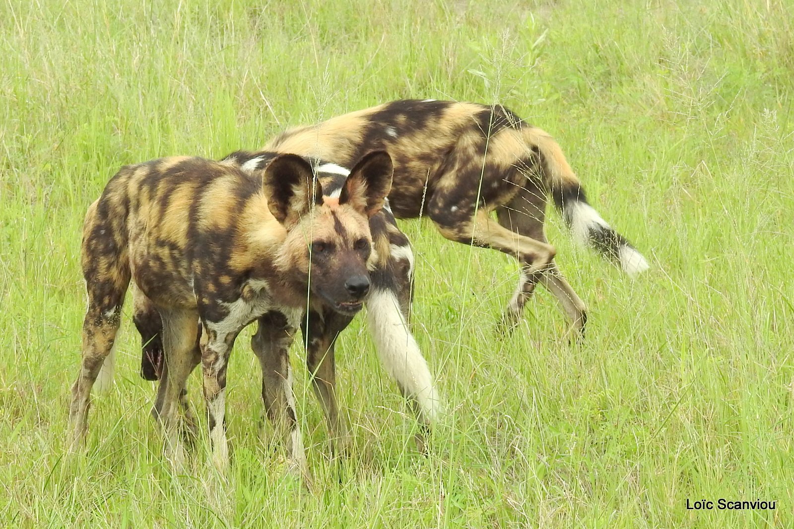 Lycaon/African Wild Dog (49)