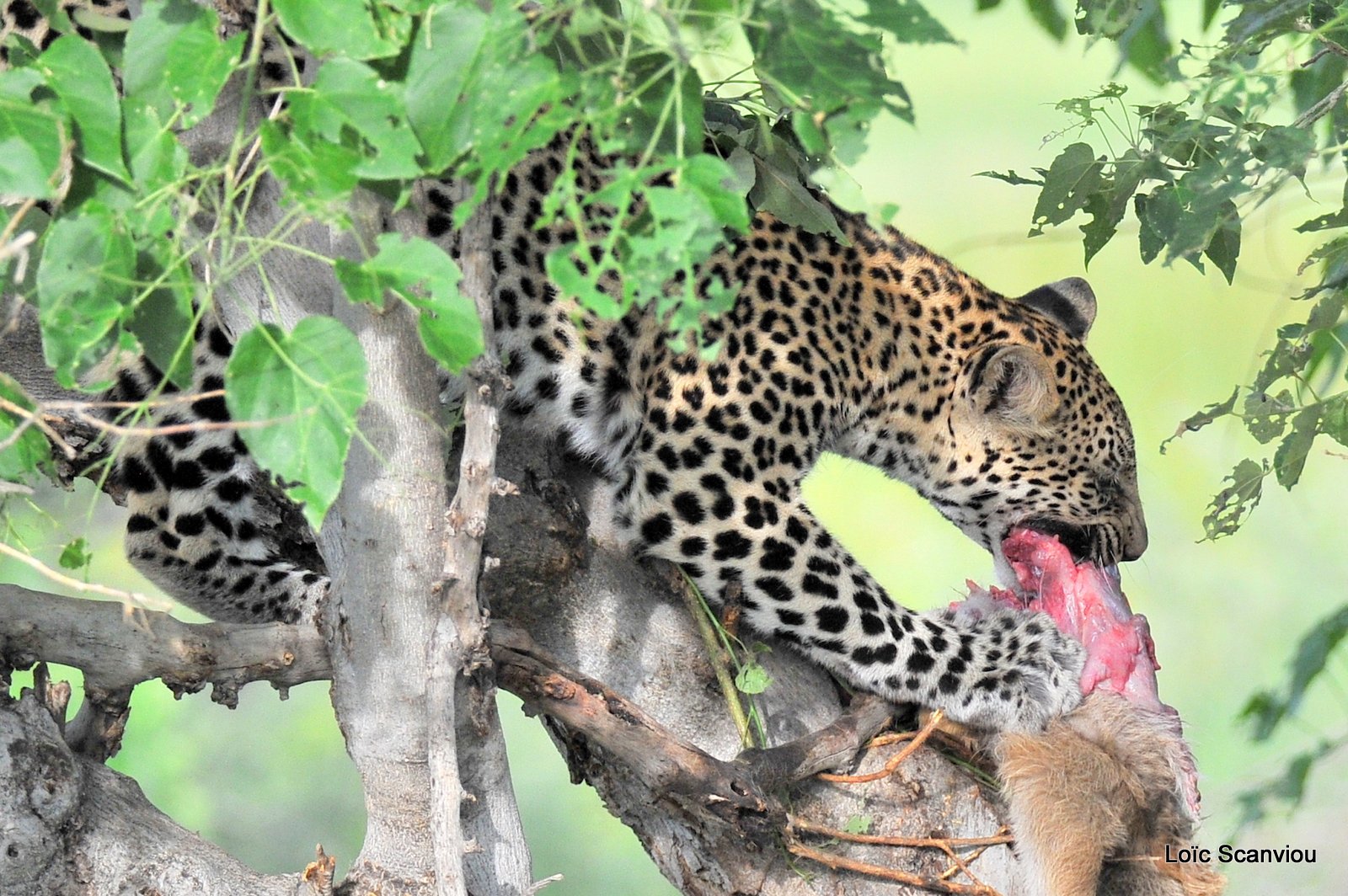 Léopard qui mange/Leopard eating (11)