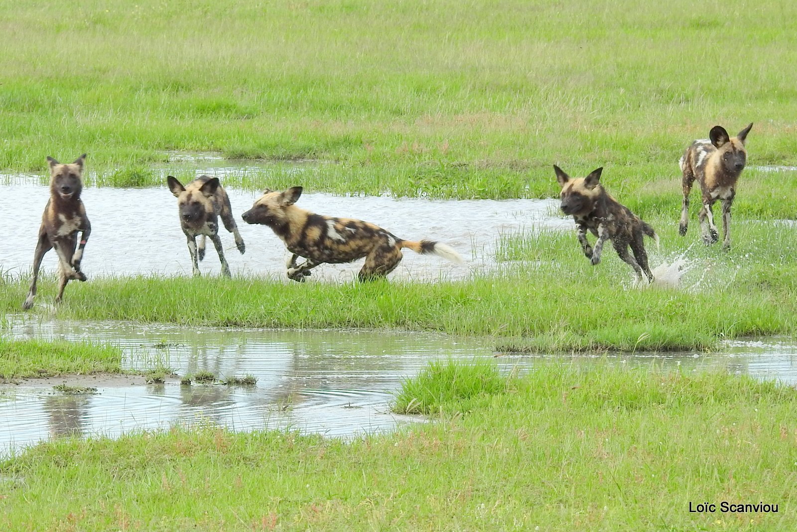 Lycaon/African Wild Dog (51)