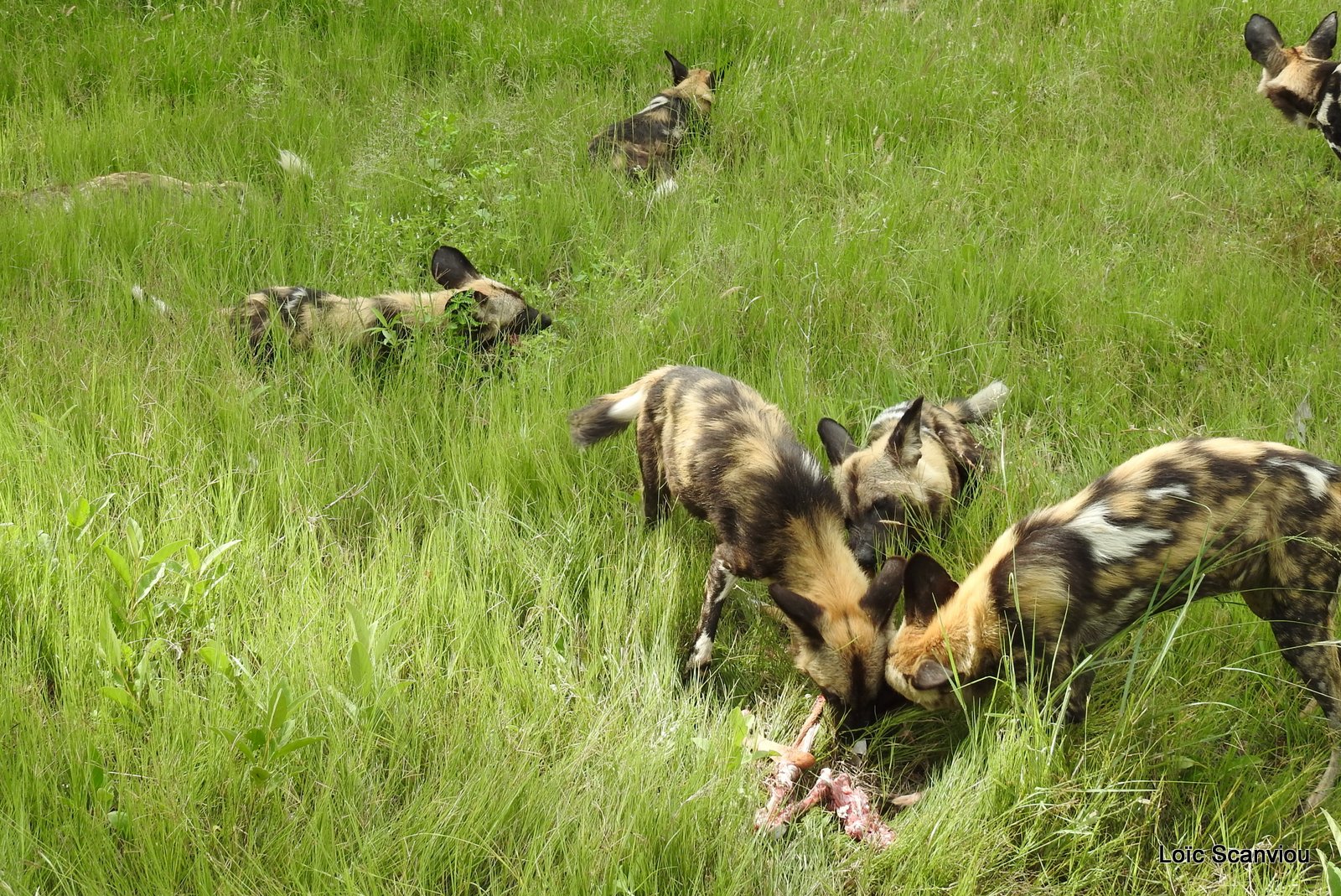 Lycaon/African Wild Dog (52)