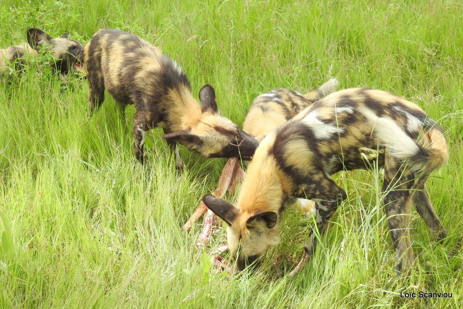 Lycaon/African Wild Dog (53)