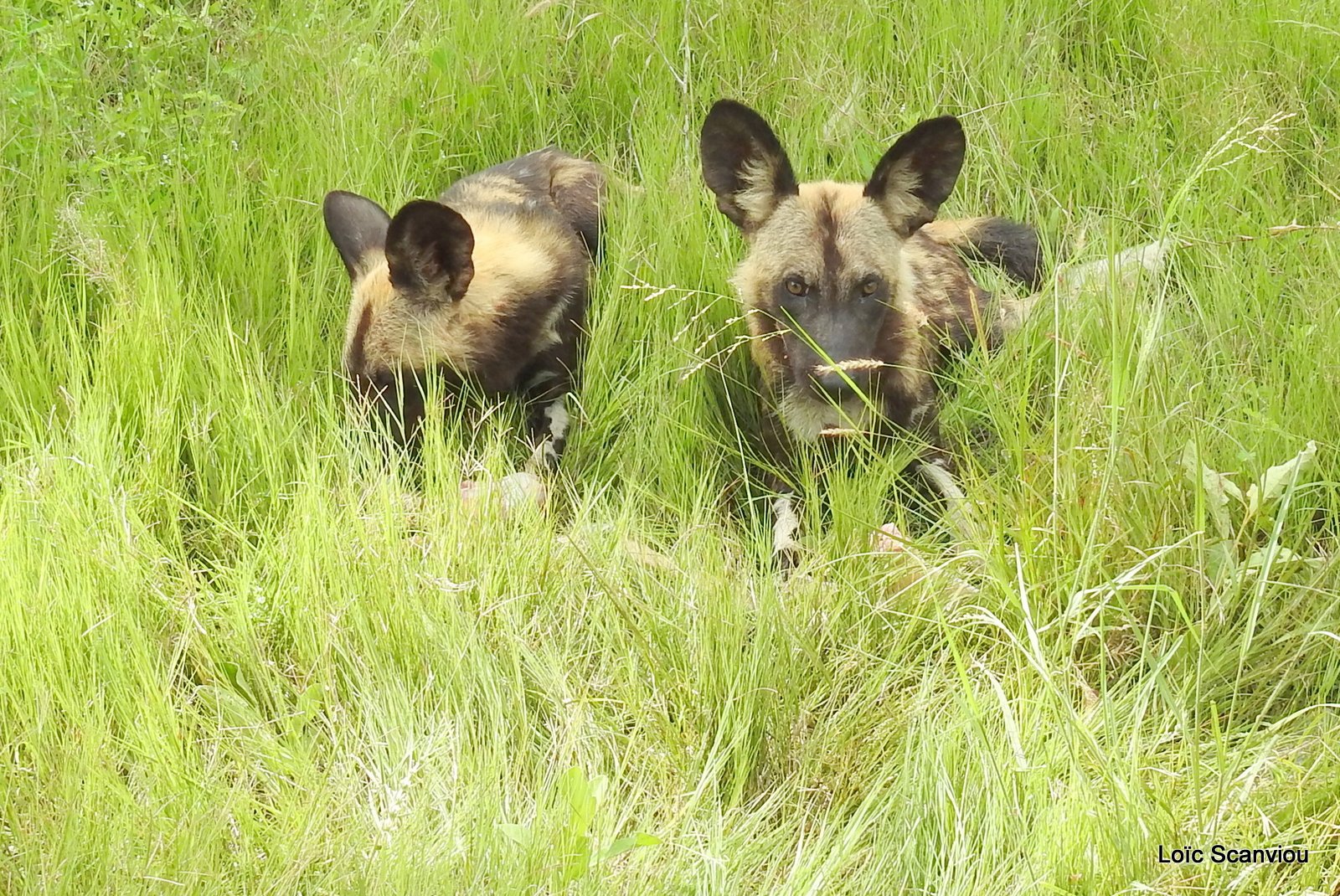 Lycaon/African Wild Dog (54)