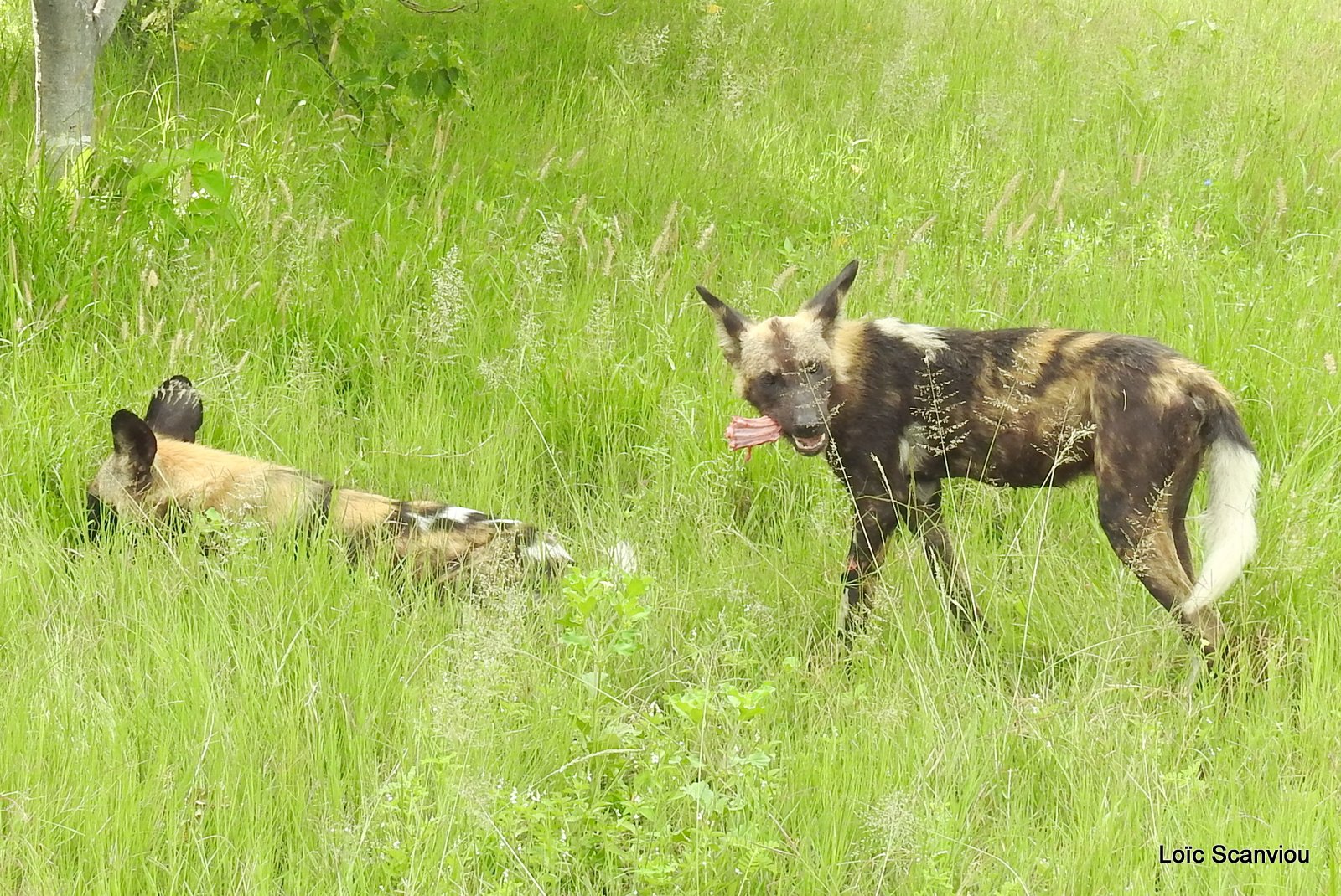 Lycaon/African Wild Dog (56)