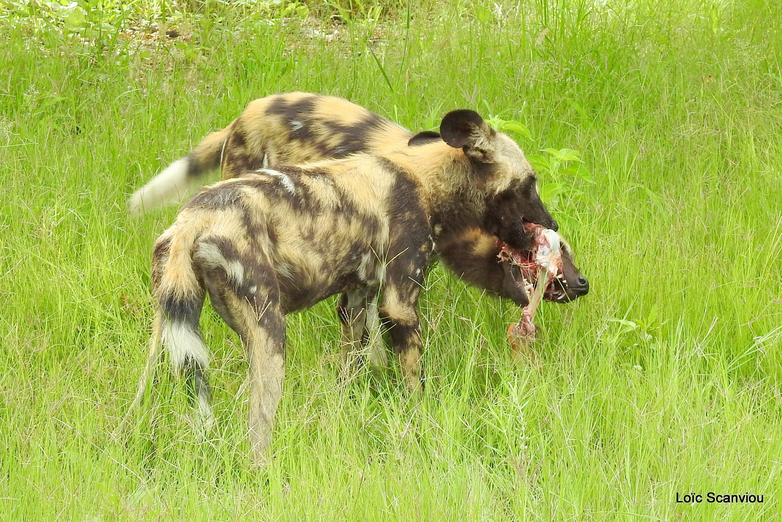 Lycaon/African Wild Dog (57)