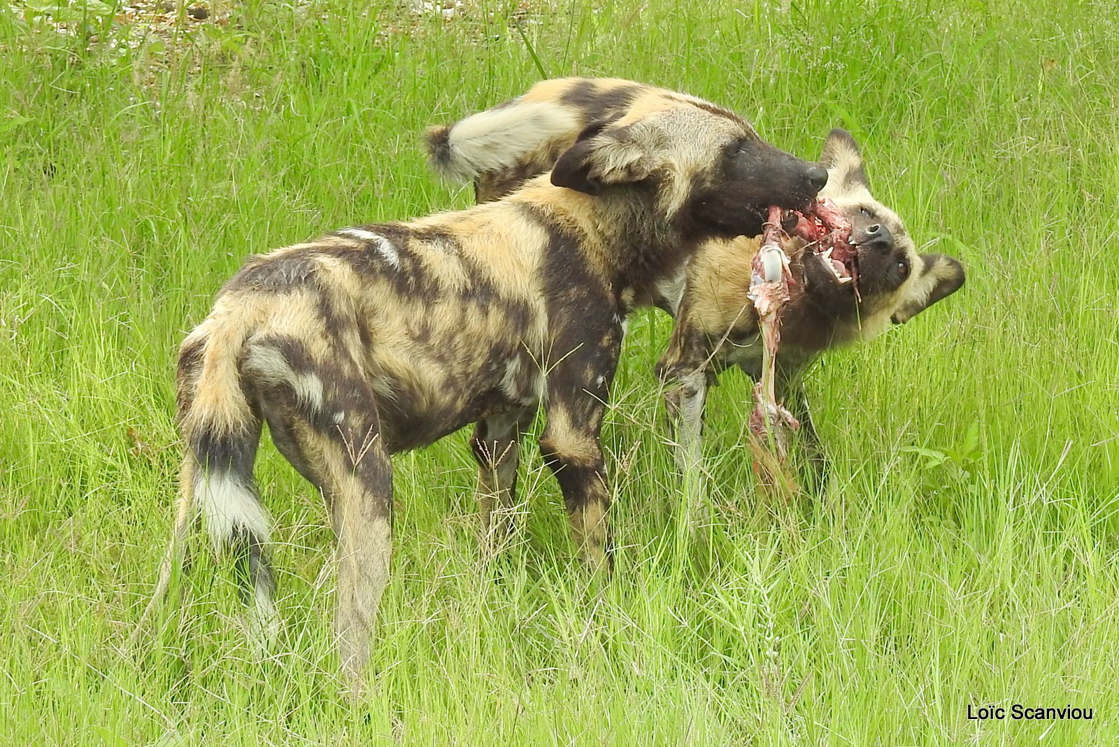 Lycaon/African Wild Dog (58)