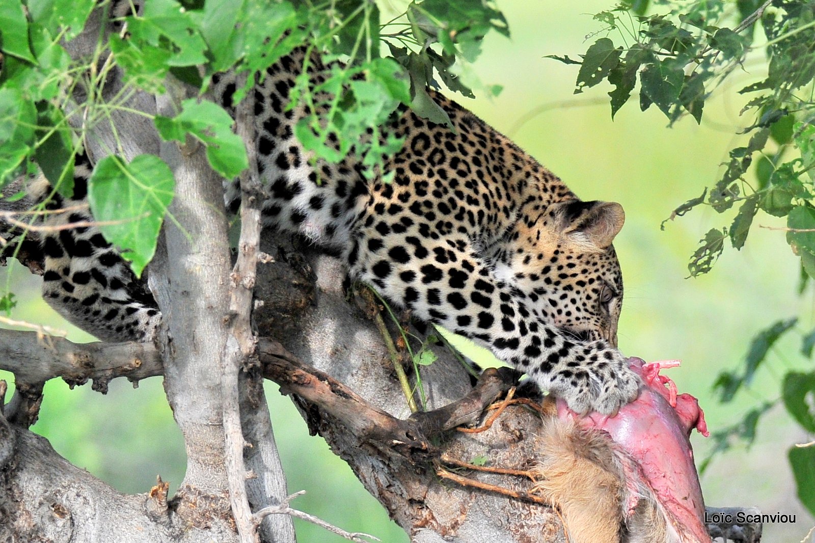 Léopard qui mange/Leopard eating (12)