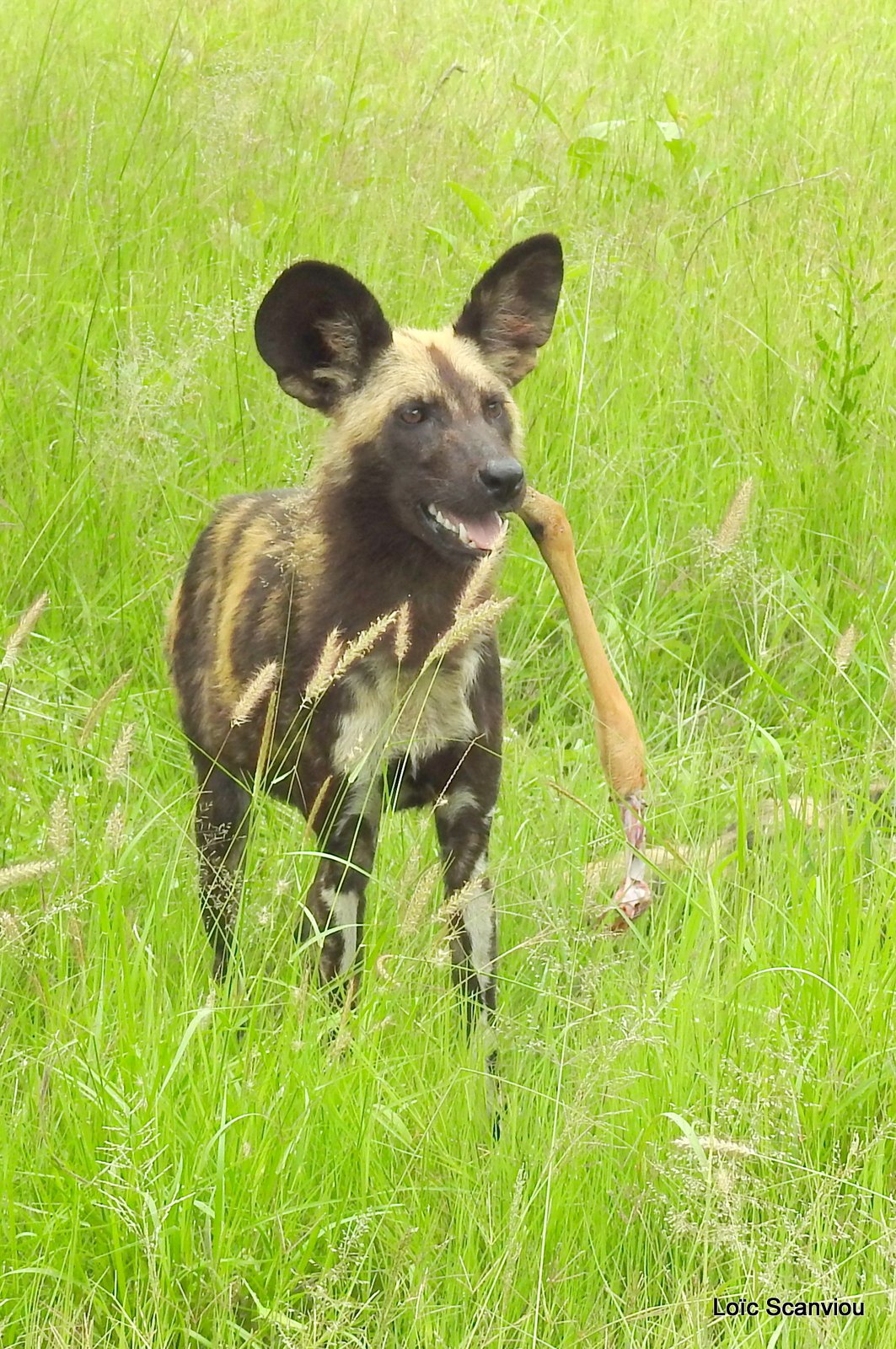 Lycaon/African Wild Dog (60)