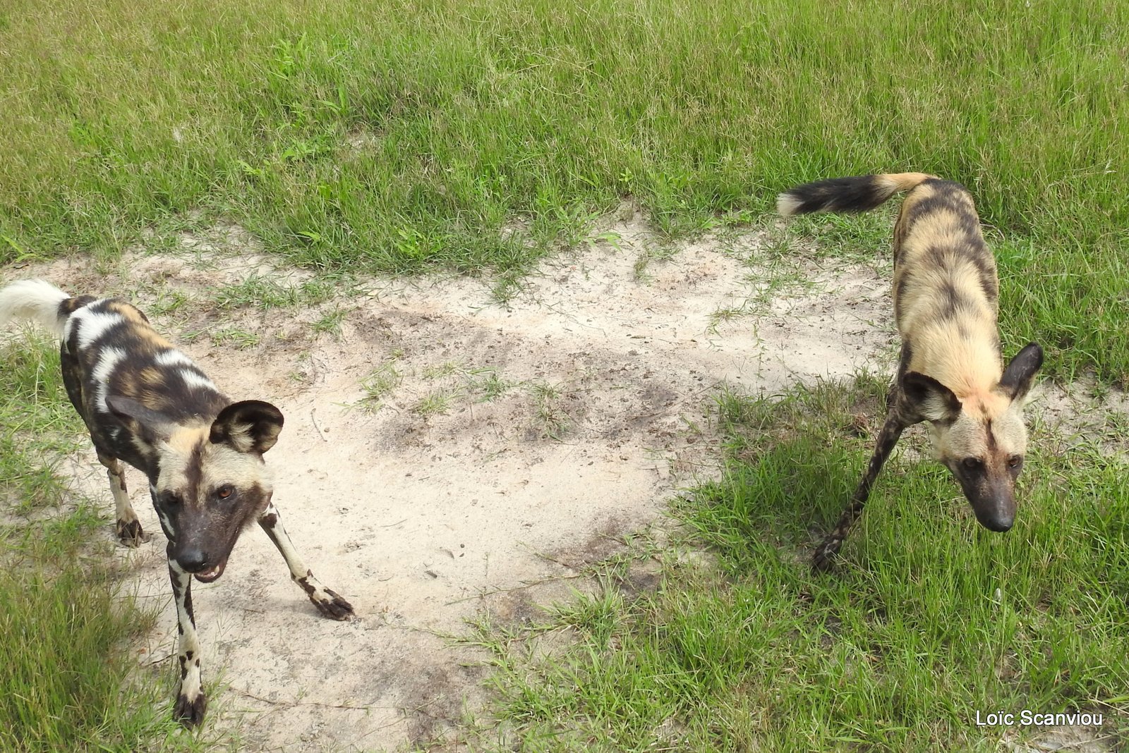 Lycaon/African Wild Dog (61)
