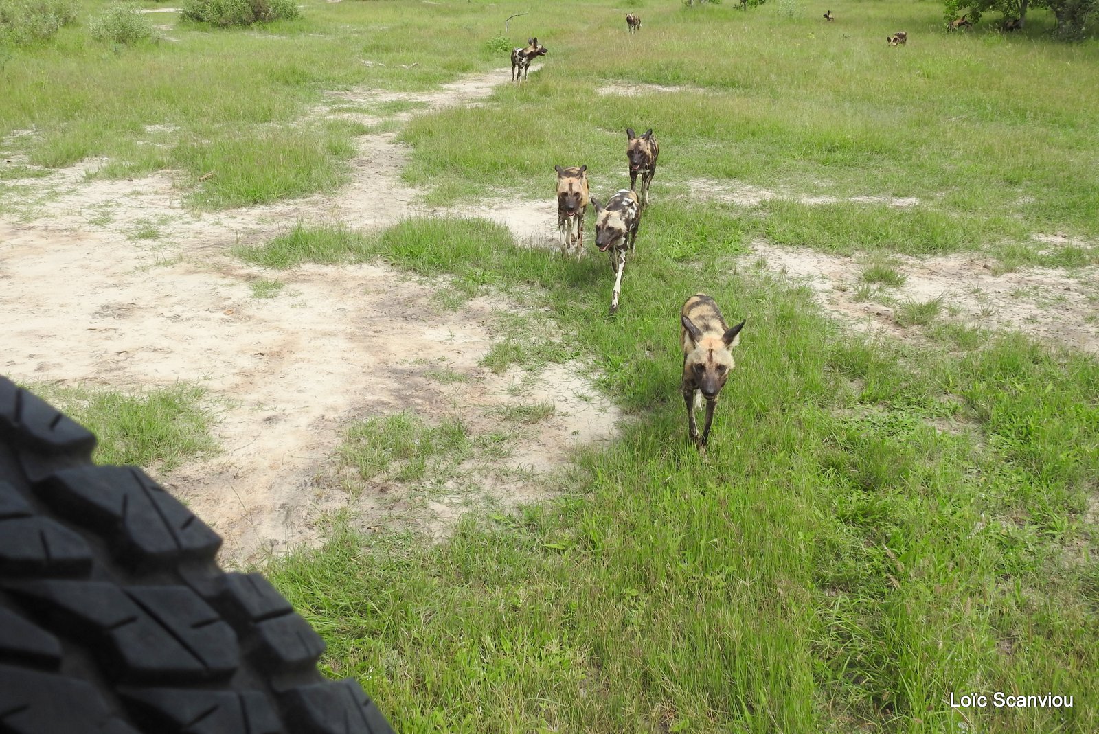 Lycaon/African Wild Dog (62)