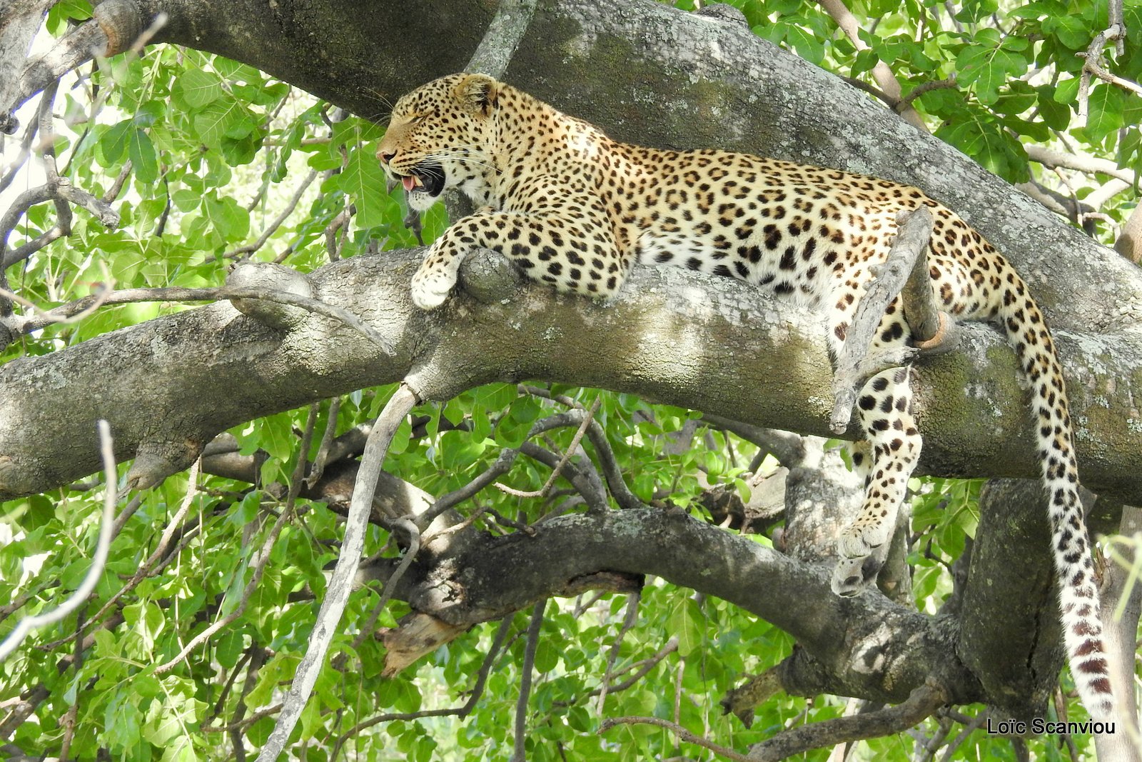 Léopard/Leopard (56)