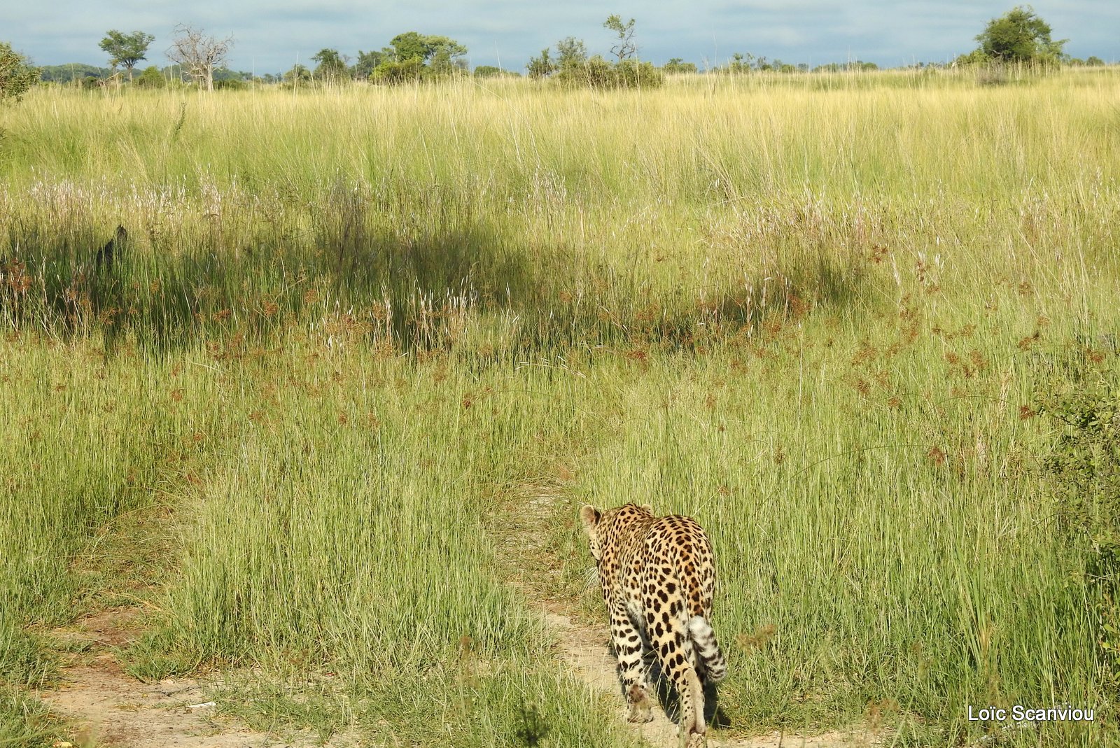Léopard/Leopard (57)