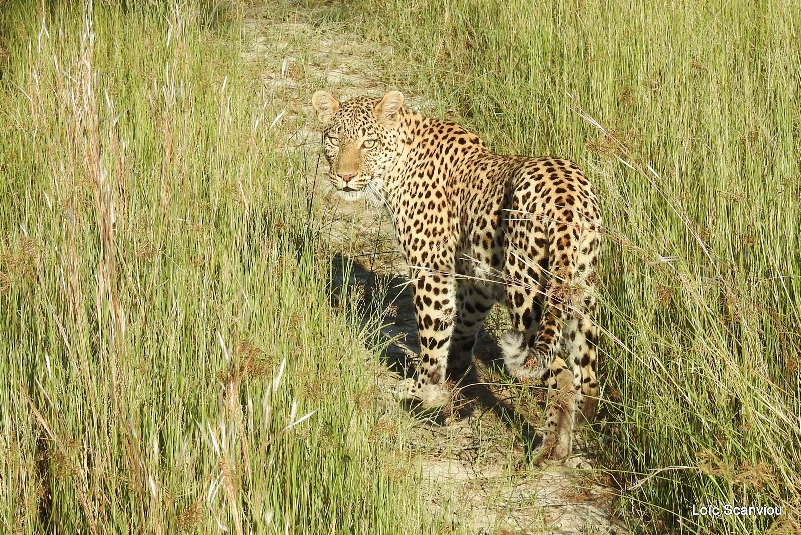 Léopard/Leopard (5)
