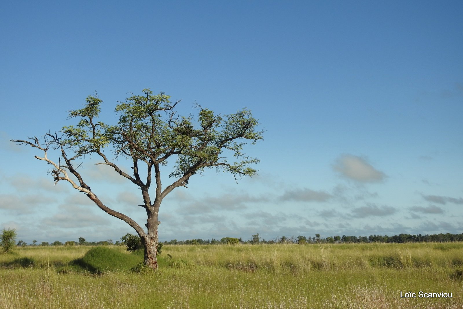 Moremi 2020 (341)