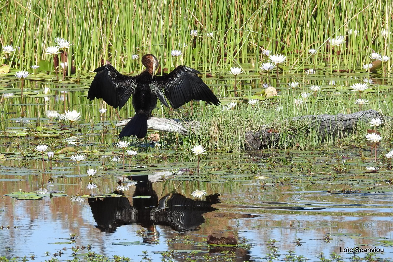 Anhinga d'Afrique/African Darter (3)