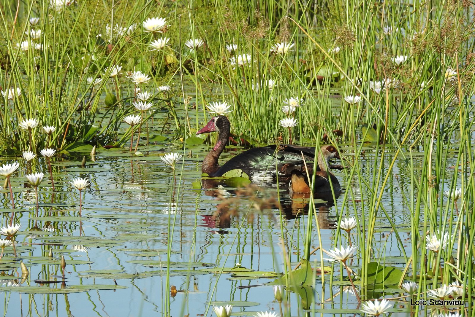Oies/Geese (3)