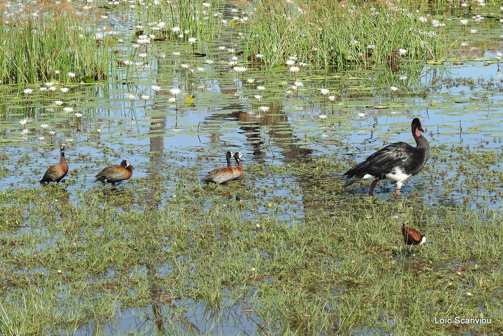 Oie armée de Gambie, dendrocygnes veufs et jacana (1)