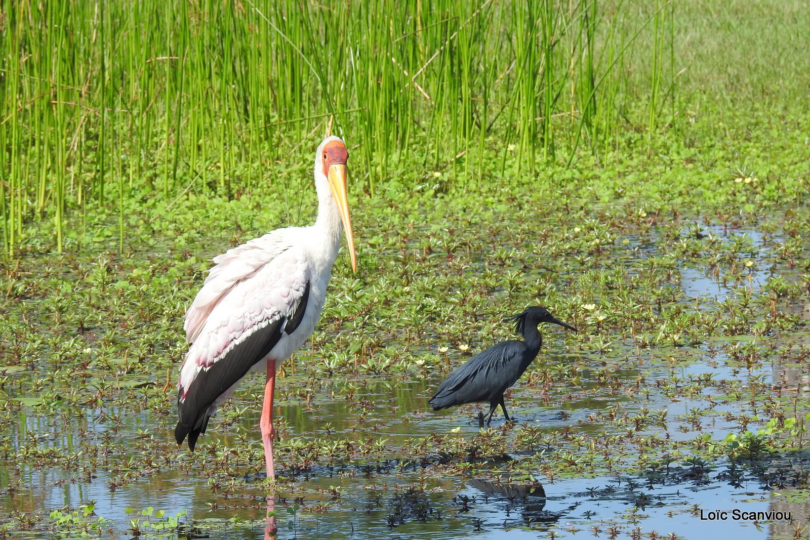 Aigrette ardoisée et tantale ibis/Black Heron and Yellow-billed Stork (2)