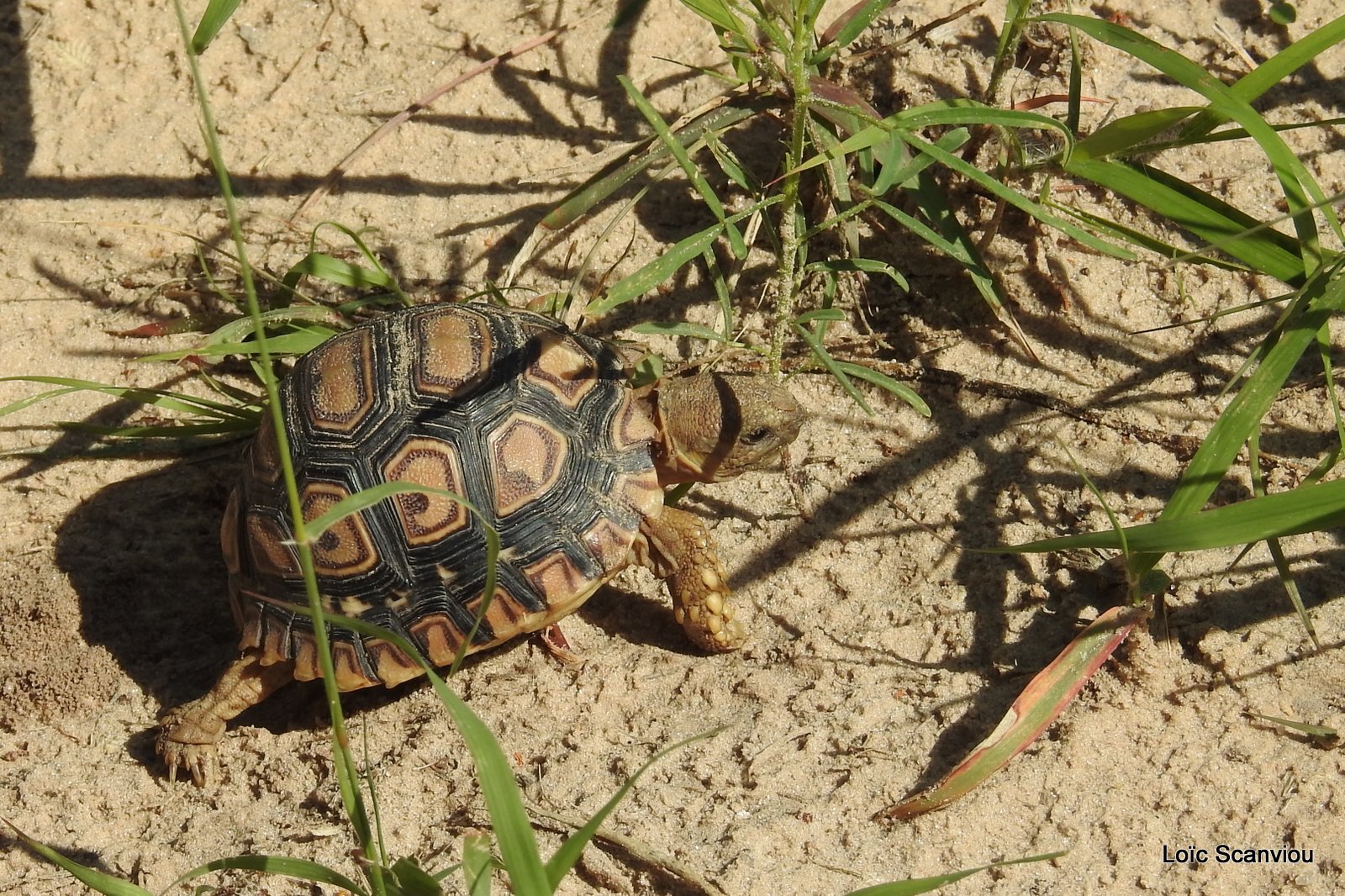 Tortue léopard/Leopard Tortoise (1)