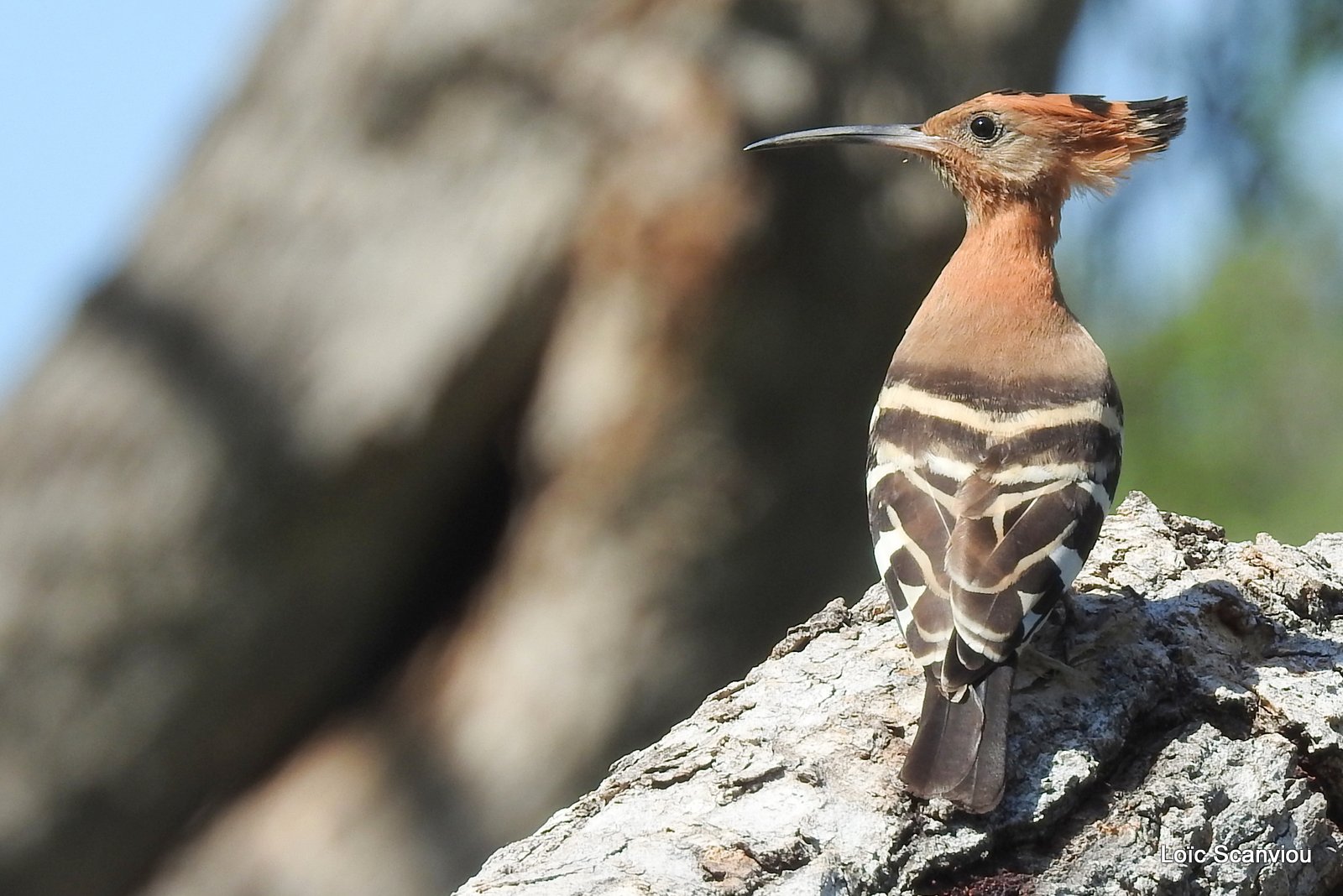 Huppe d'Afrique/African Hoopoe (2)