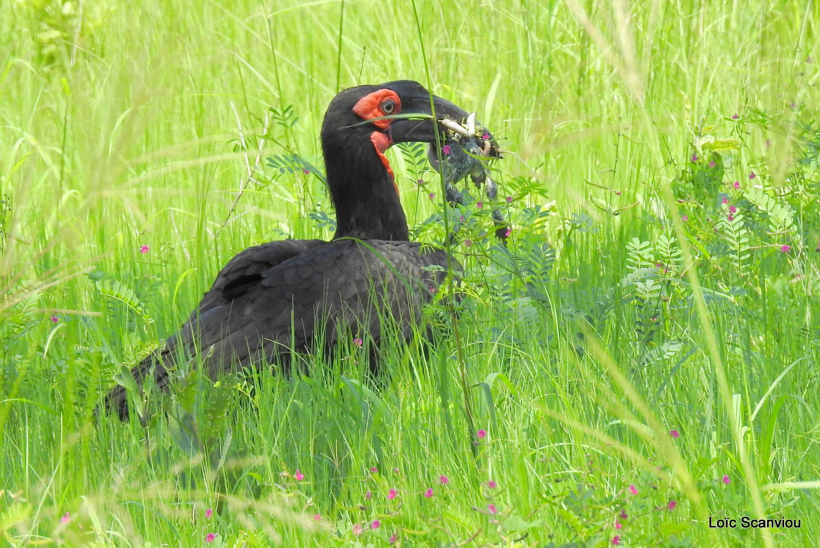 Bucorve du Sud/Southern Ground Hornbill (1)