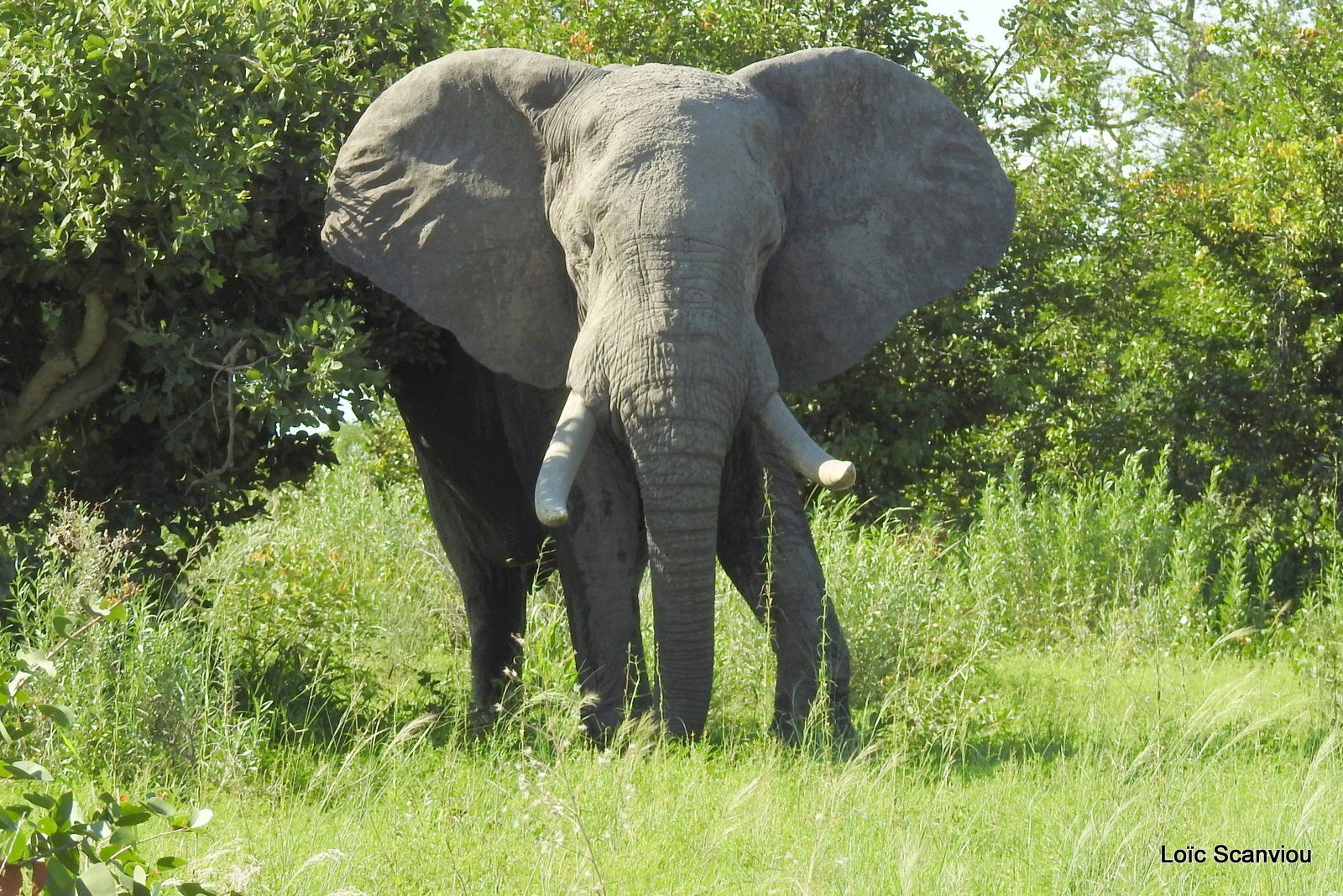 Eléphant d'Afrique/African Elephant (20)
