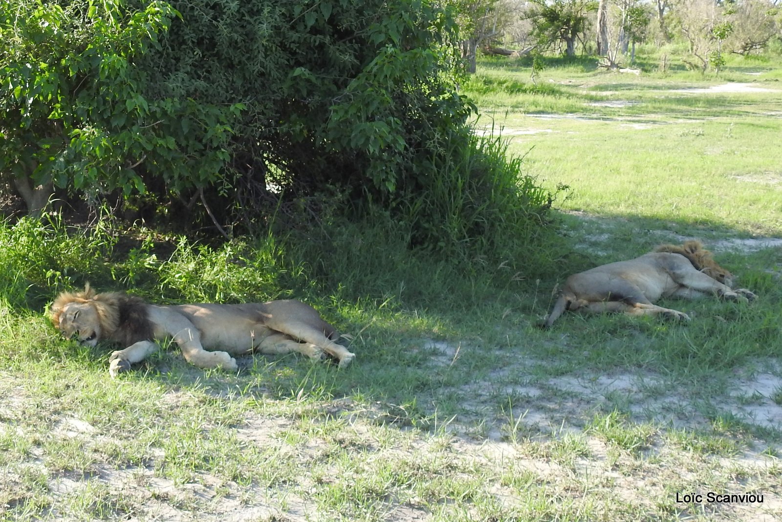 Lions mâles/Male Lions