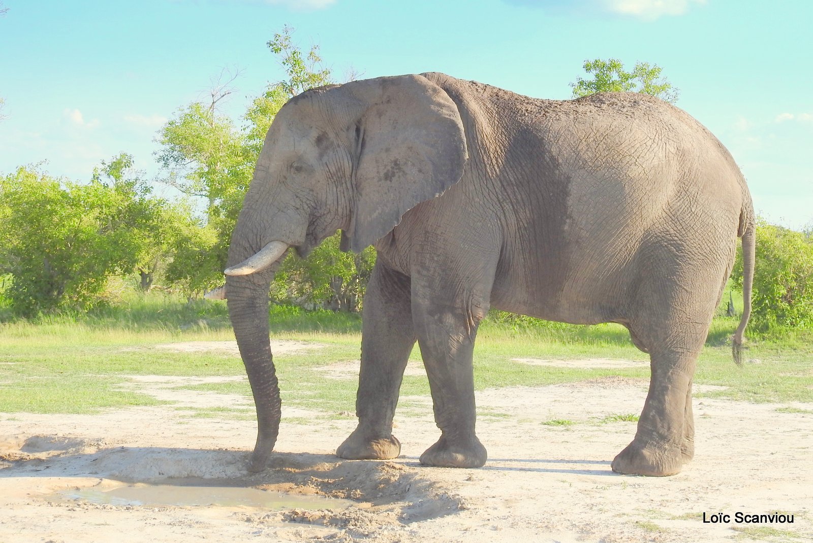 Eléphant d'Afrique/African Elephant (21)