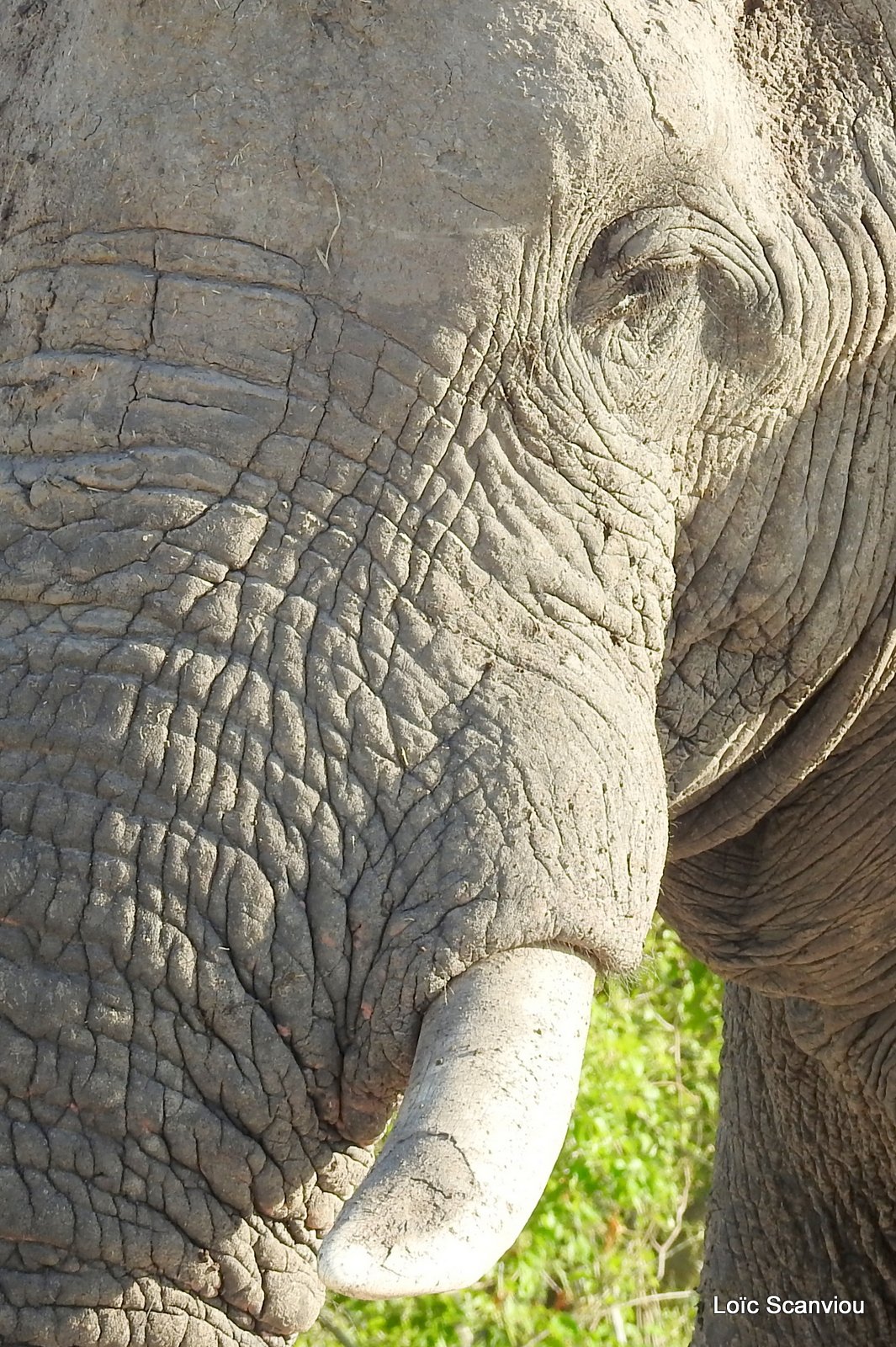 Eléphant d'Afrique/African Elephant (23)