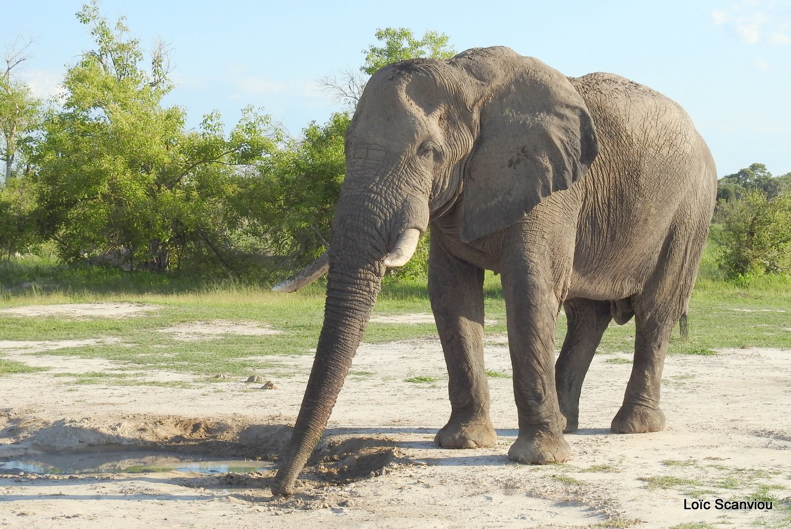 Eléphant d'Afrique/African Elephant (24)